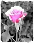 pic for One Pink Rose